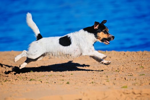 Cute white terrier running along the seashore