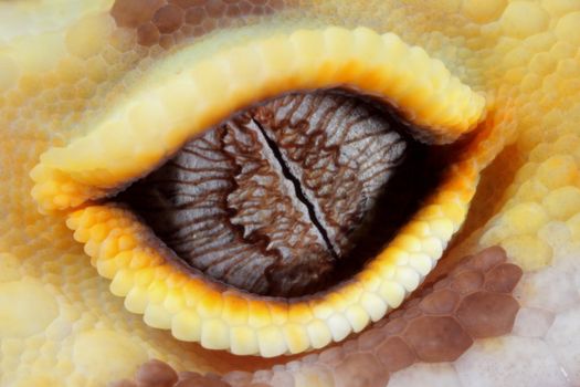 a macro of the eye of a fantastic leopard gecko