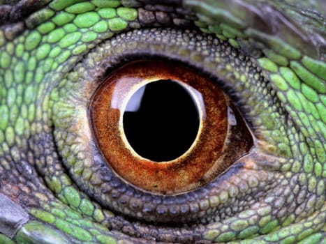 a macro of a fantastic green iguana eye