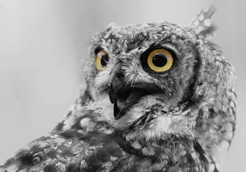 portrait of a beautiful owl