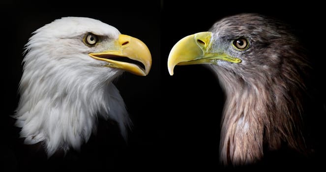 picture of the head of a bald eagle and an european eagle