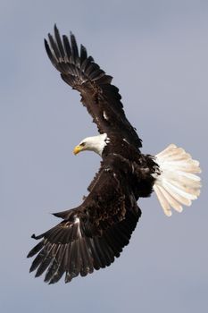 a bald eagle flying in the sky