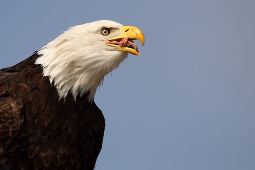 portrait of a beautiful bald eagle