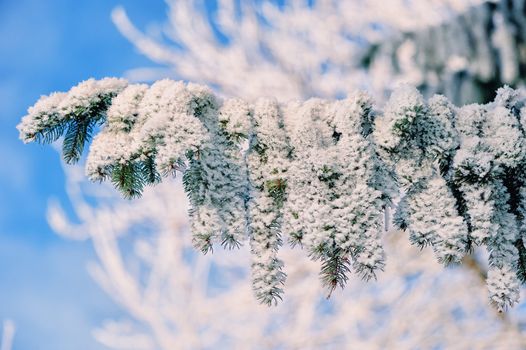 Hoarfrost on the branches of the tree in winter