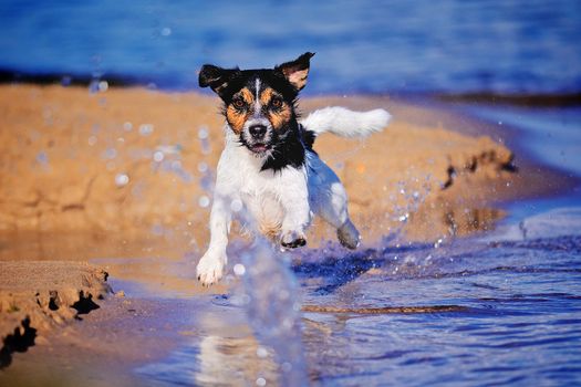 Jack Russell terrier running along the seashore