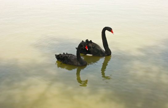 graceful birds - a pair of black swans.