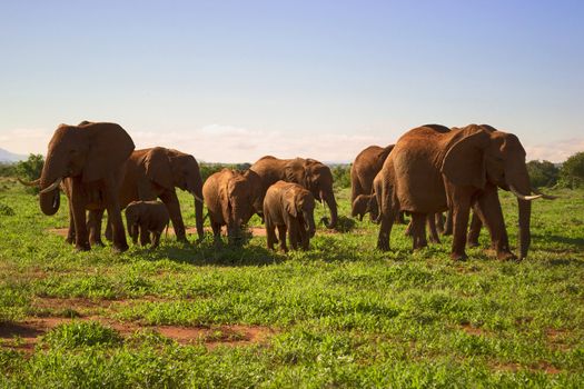 Herd of elephnats met during safari in Kenya, Africa.