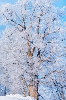 Hoarfrost on the branches of the tree in winter