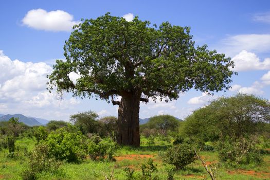 Baobab in Kenya, Africa