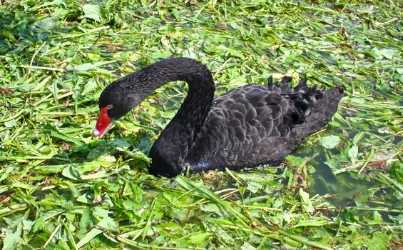 swan - a symbol of love.