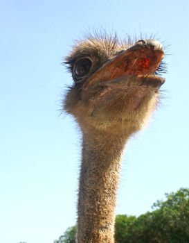 Ostrich bird curiosity has no limit