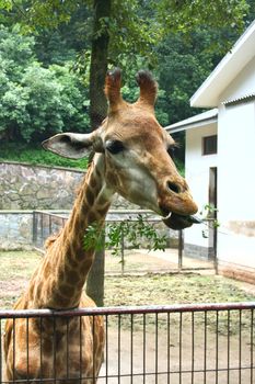 giraffe eating a tree branch in a zoo