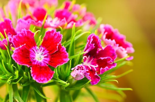 Dianthus