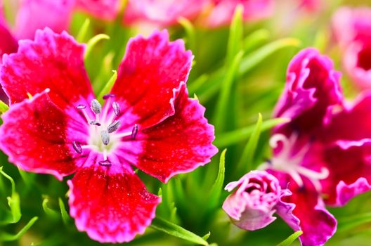 Dianthus close up