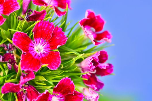 Dianthus  on blue backgound