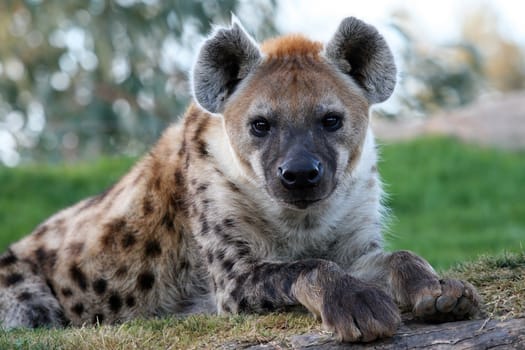 a great hyena