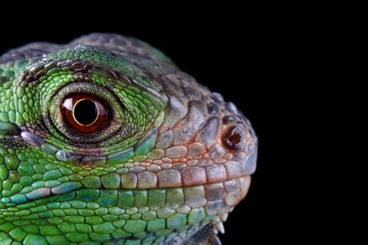 portrait of a great and beautiful green iguana