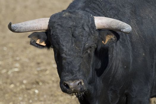 Portrait of a brave spanish bull