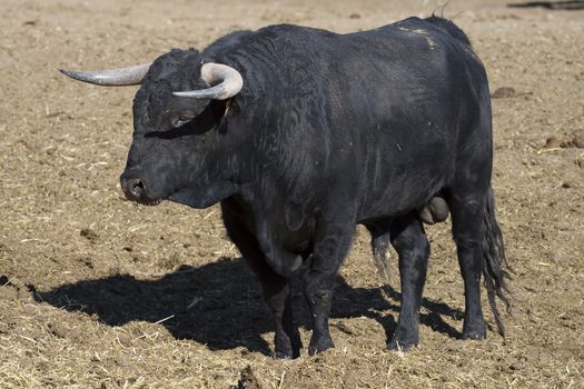 Portrait of a brave spanish bull