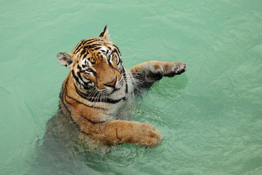 a beautiful bengala tiger in the water