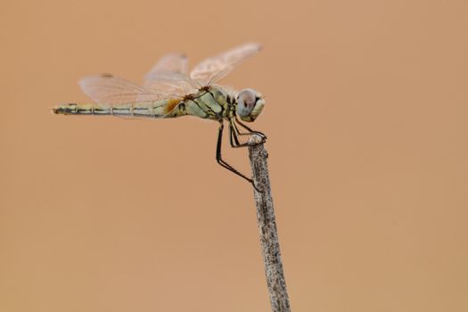 picture macro of a little dragonfly