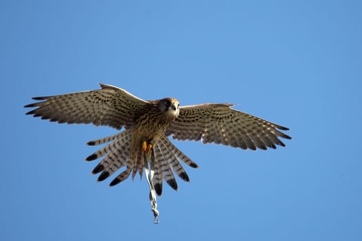 a great falcon in the sky