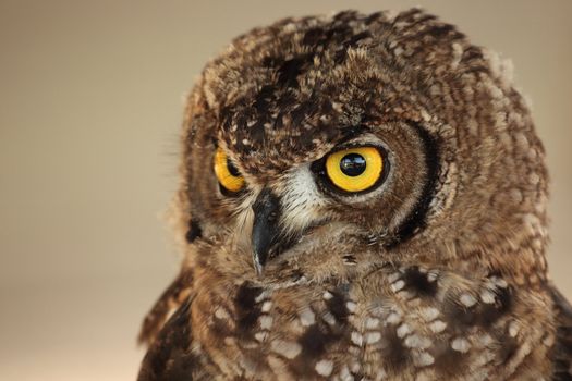 Owl portrait