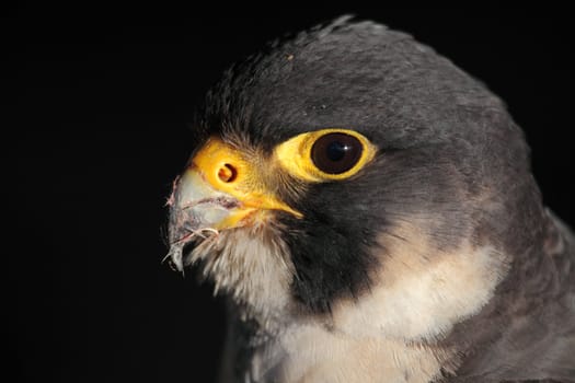Portrait of a beautiful hawk