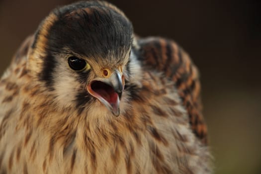 portrait of a beautiful falcon