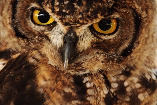 portrait of a beautiful owl