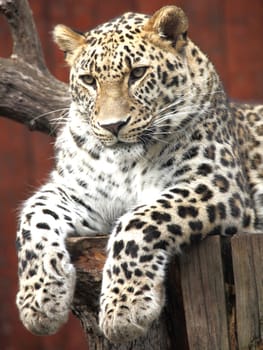 picture of a beautiful leopard