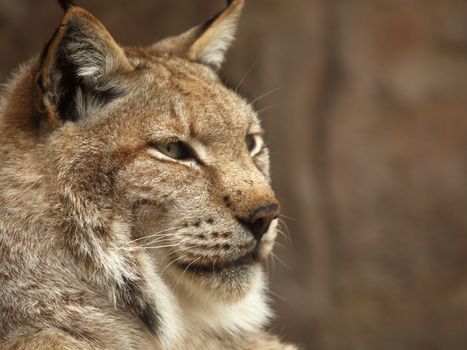 portrait of a beautiful lynx