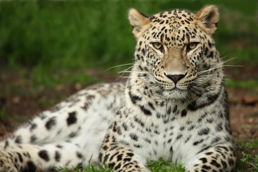 picture of a beautiful leopard