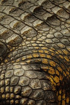 Picture of detail of an alligator skin