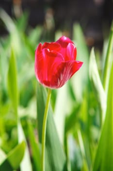 red tulip in grass at summer day