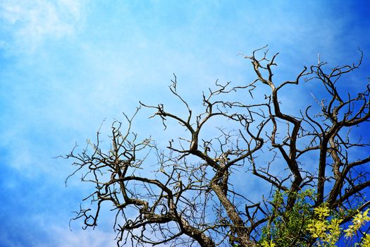 dry branches of dead tree against blue sky
