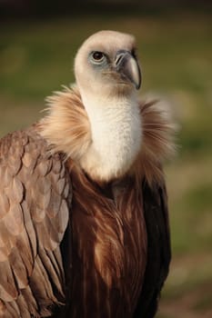 portrait of an african vulture