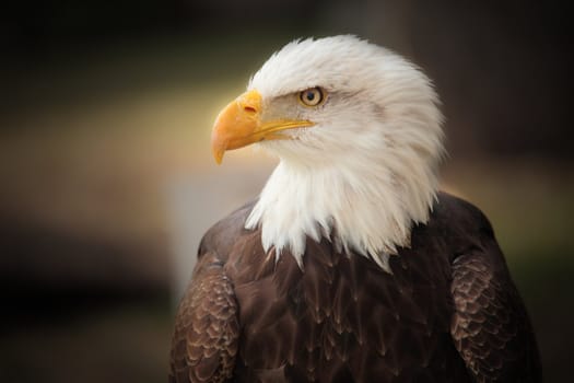 portrait of a beautiful bald eagle