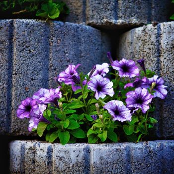 wall made of stone flowerbed with nasturtium