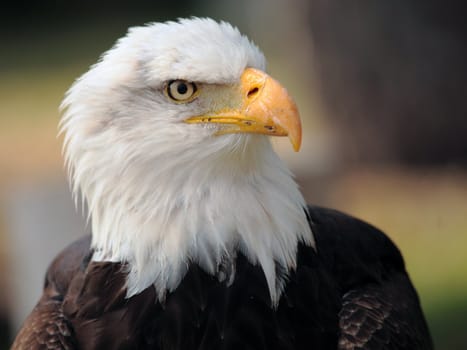 portrait of a beautiful bald eagle