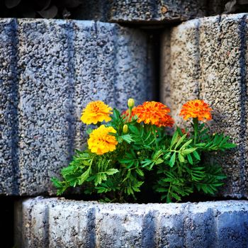 wall made of stone flowerbed with nasturtium