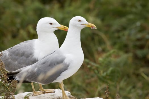 picture of two beautiful seagulls