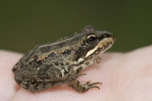 a frog over a hand