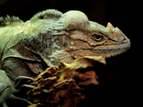 portrait of a beautiful and old iguana