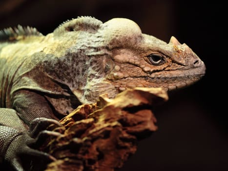 Picture of a beautiful and old iguana