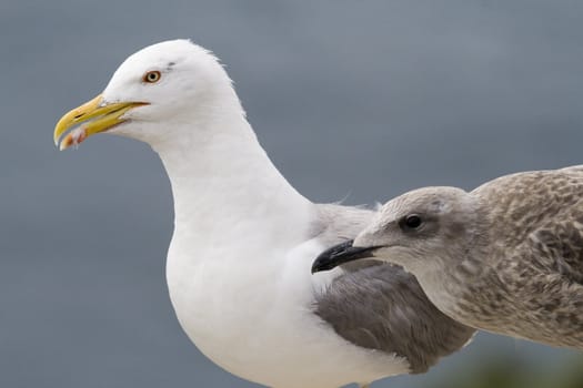 picture of two beautiful seagulls
