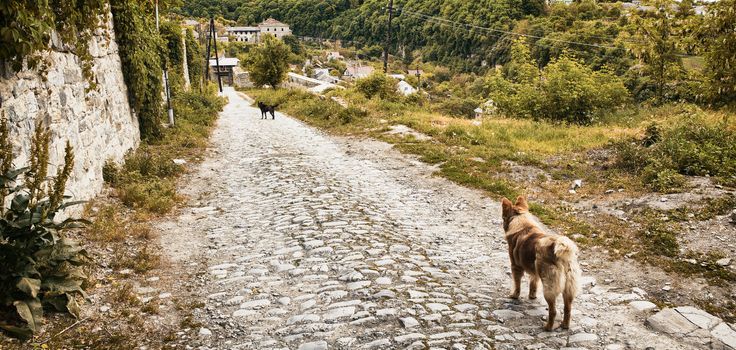 two mongrel dogs stay on old road