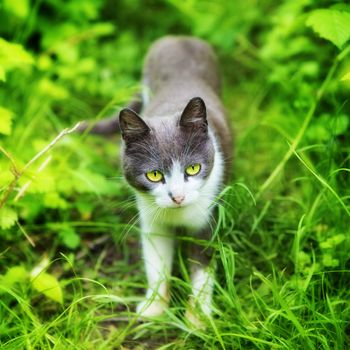 cat with green eyes in grass at summer day