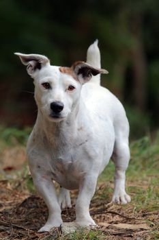 an abondaned dog waiting for lunch