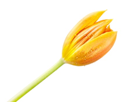 single yellow tulip isolated on white background